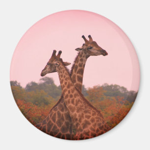 Giraffes Magnet