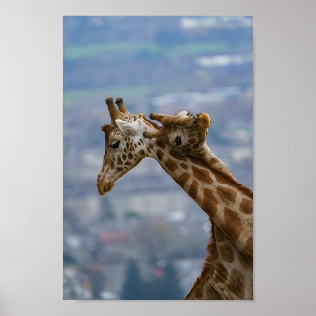 Giraffes Neck and Neck Poster (Front)