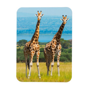 Giraffes on the Savanna, Uganda Magnet