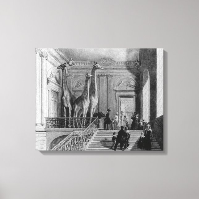 Giraffes on the staircase in the British Canvas Print (Front)