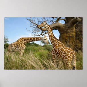 Giraffes out in the field by some trees poster