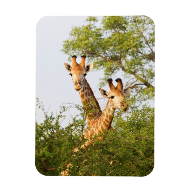 Giraffes Peeking Above Vegetation Magnet (Vertical)
