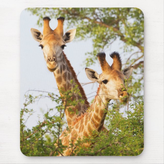 Giraffes Peeking Above Vegetation Mouse Mat (Front)
