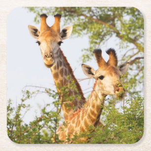 Giraffes Peeking Above Vegetation Square Paper Coaster