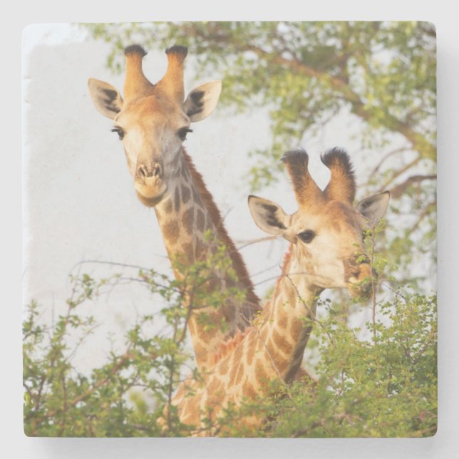 Giraffes Peeking Above Vegetation Stone Coaster (Front)