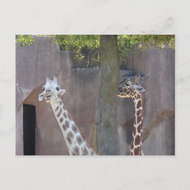 Giraffes Postcard (Front)