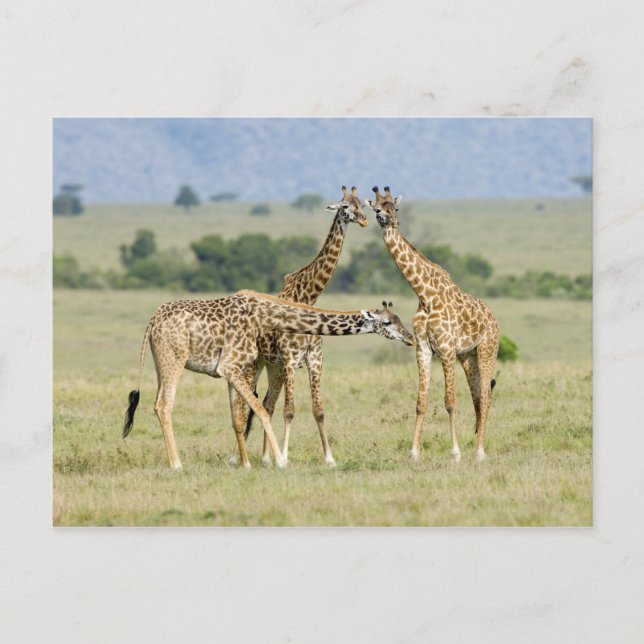 Giraffes Postcard (Front)