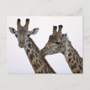 Giraffes Postcard