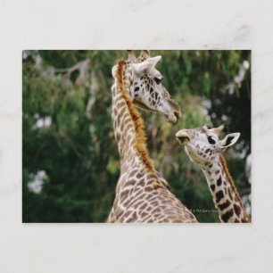 Giraffes Postcard