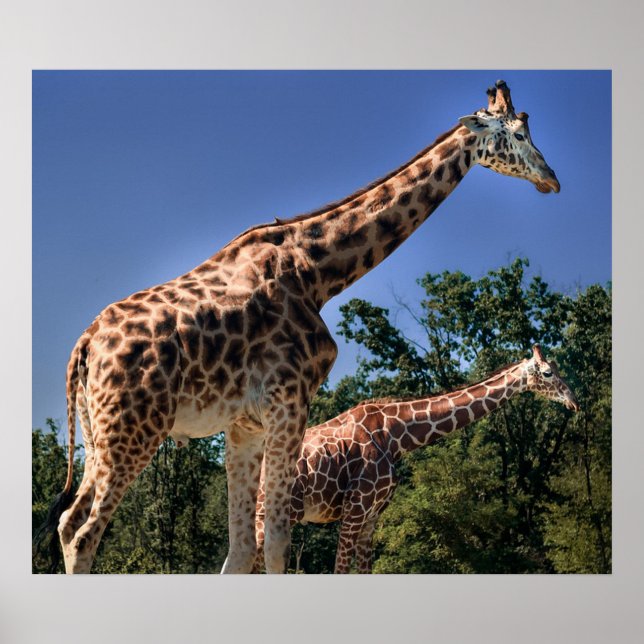 Giraffes Poster (Front)