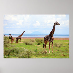 Giraffes Poster