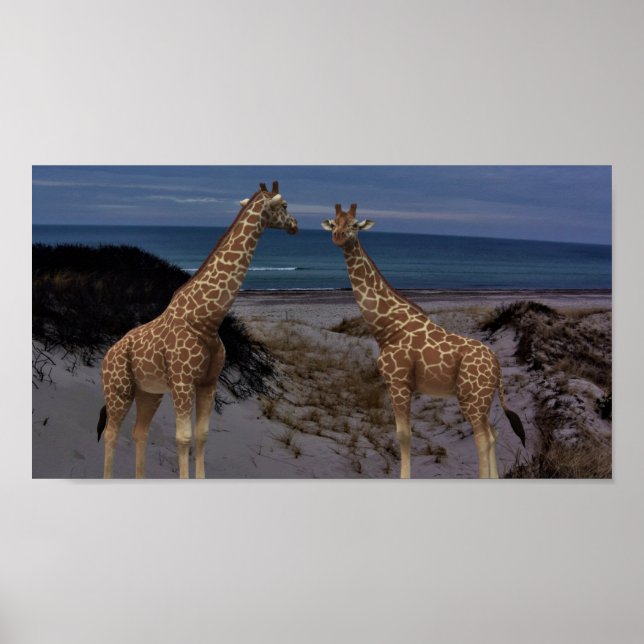 Giraffes Poster (Front)