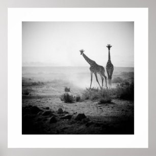 Giraffes Poster
