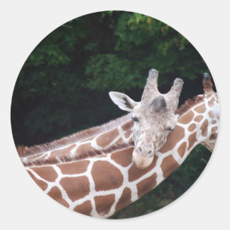 giraffes rubbing necks classic round sticker