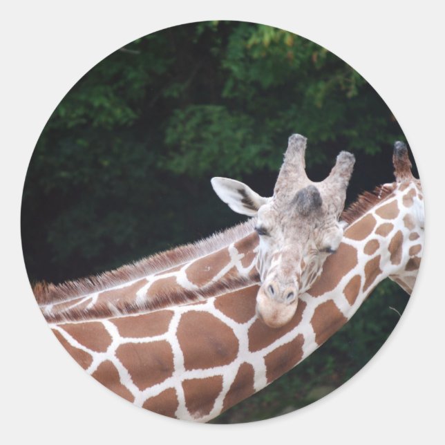 giraffes rubbing necks classic round sticker (Front)