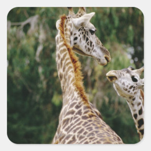 Giraffes Square Sticker