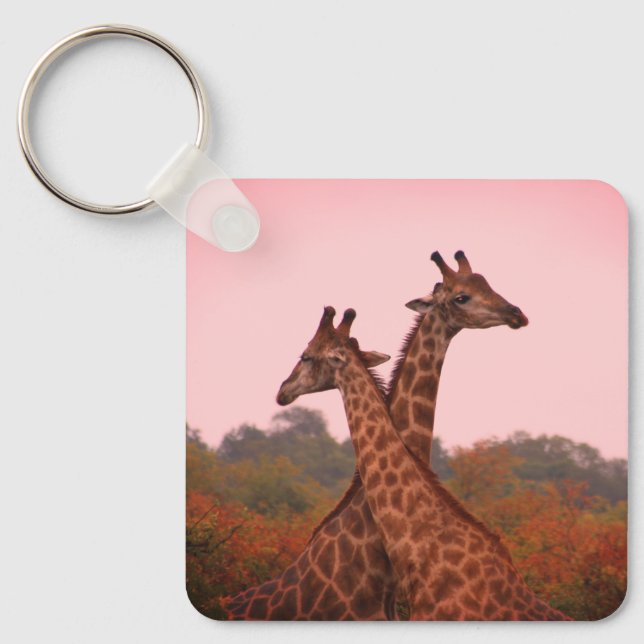 Giraffes standing in mopani trees with pink sky key ring (Front)