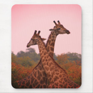 Giraffes standing in mopani trees with pink sky mouse mat