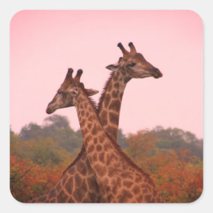 Giraffes standing in mopani trees with pink sky square sticker