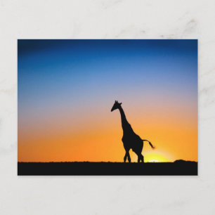 Giraffes sunset postcard
