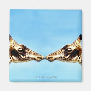 Giraffes touching noses magnet