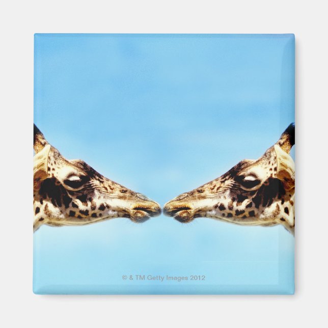 Giraffes touching noses magnet (Front)