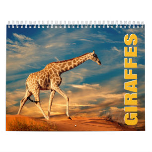 Giraffes Wall Calendar