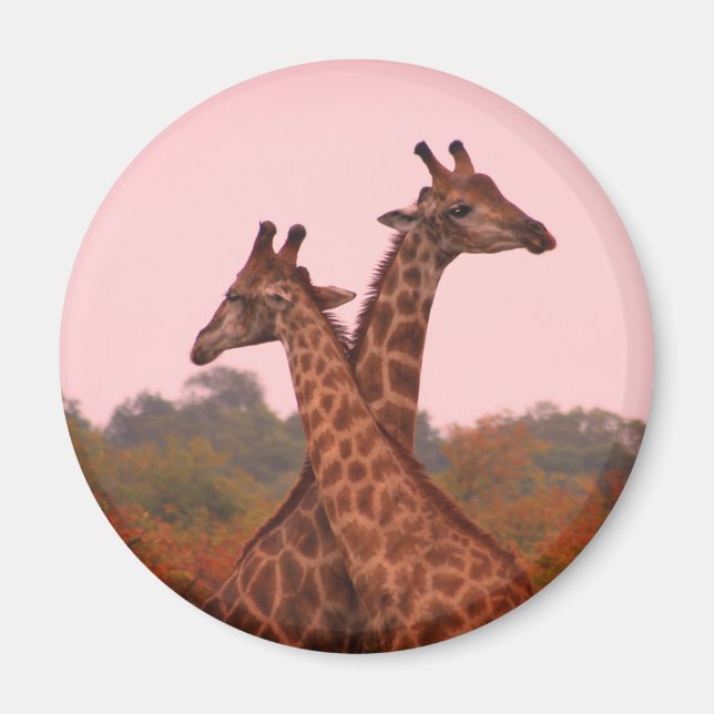 Giraffes with a pink sky  magnet (Front)