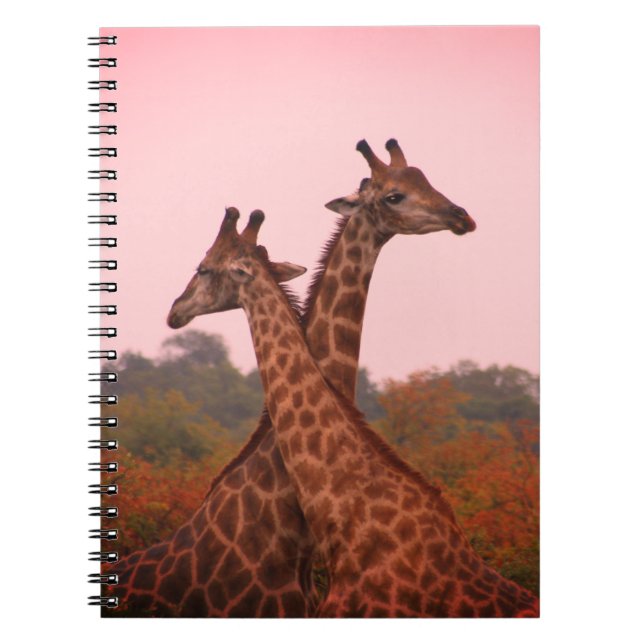 Giraffes with a pink sky  notebook (Front)