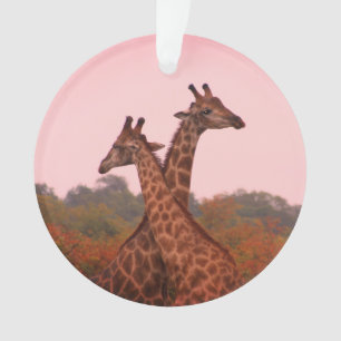 Giraffes with a pink sky ornament