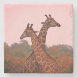 Giraffes with a pink sky stone coaster