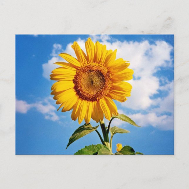 Girassol - Sunflower Four Postcard (Front)