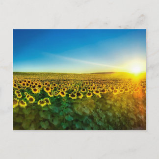Girassol - Sunflower Three Postcard