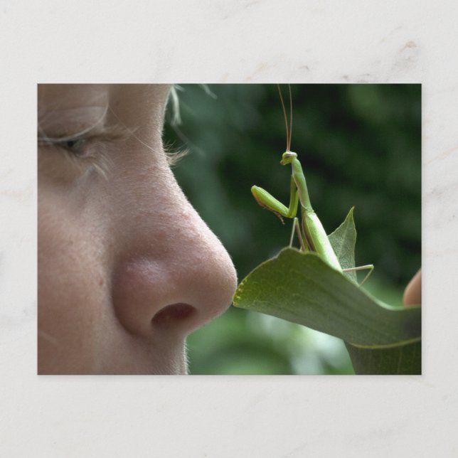 Girl and Mantis religiosa Postcard (Front)