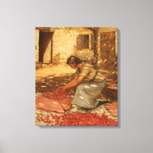 Girl Packing Cherries in Provence (France) Canvas Print