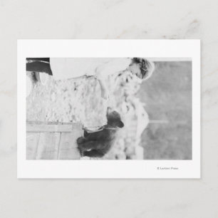 Girl Playing with Bear Cub in Seward 2 Postcard