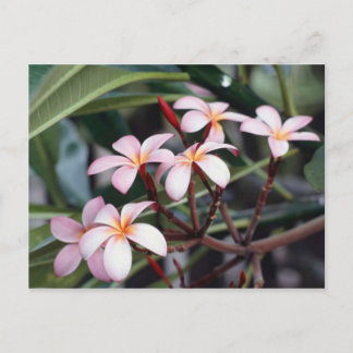 Girl's Postcards