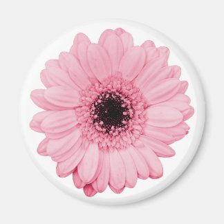 Girly pink magnet w/ beautiful gerbera flower
