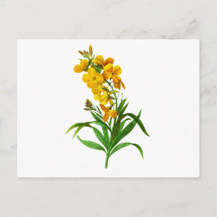 Giroflee Jaune by Pierre Joseph Redoute Postcard