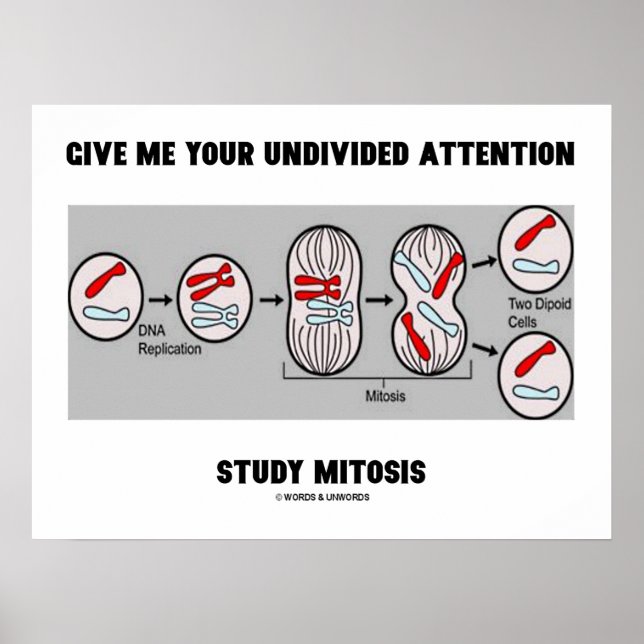 Give Me Your Undivided Attention Study Mitosis Poster (Front)