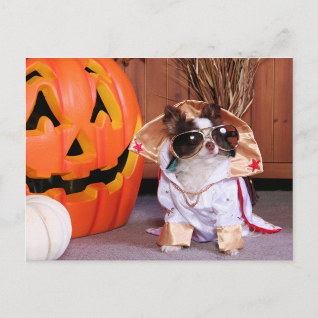 Gizmo - Chihuahua - Thomas Postcard (Front)