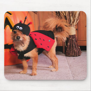 Gizzy - YorkiePom - Burbridge Mouse Mat