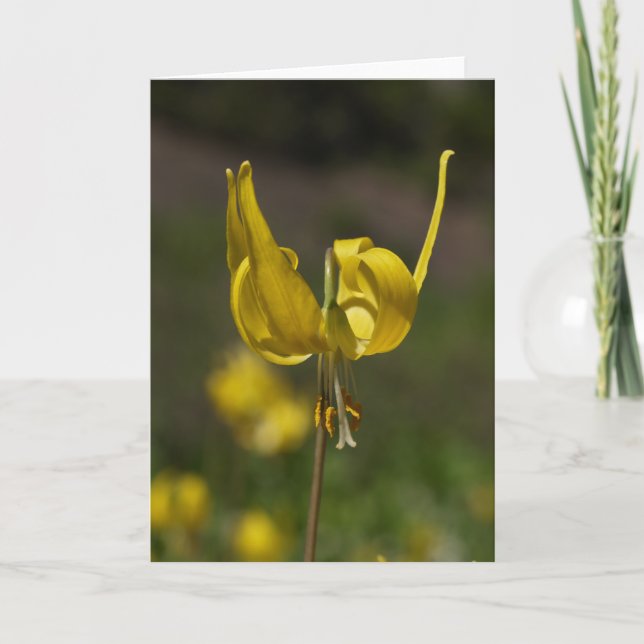 Glacier Lilly 09 Card (Front)