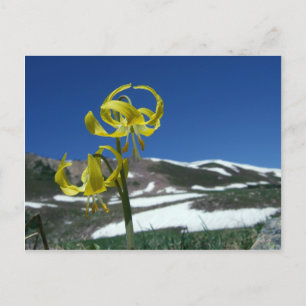 Glacier Lily Postcard
