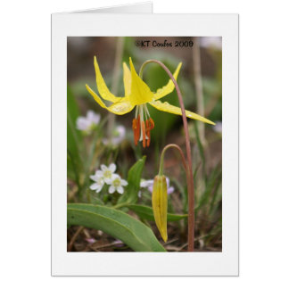 Glacier Lily Wildflower Card