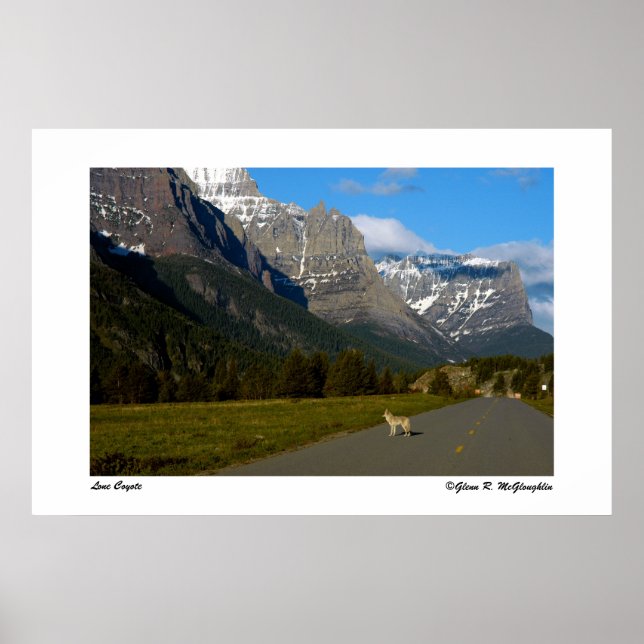 Glacier National Park - Lone Coyote Poster (Front)
