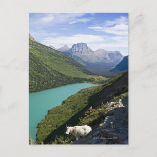Glacier National Park, Montana Postcard