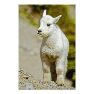 Glacier National Park, Montana, USA, Mountain Photo Print