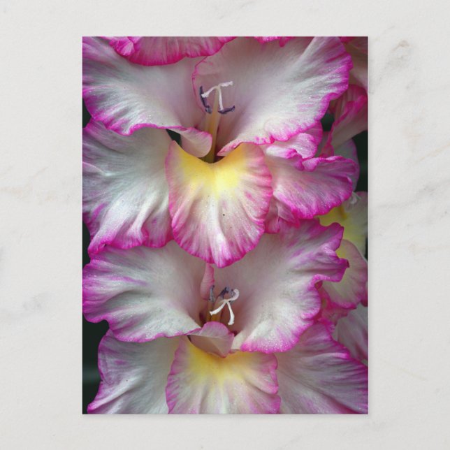 Gladiola floral beauty            postcard (Front)