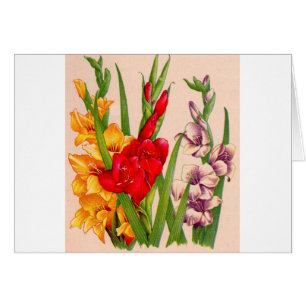 gladiola flowers gladioli flowers